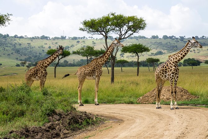 3 Days Safari in Masai Mara, Kenya