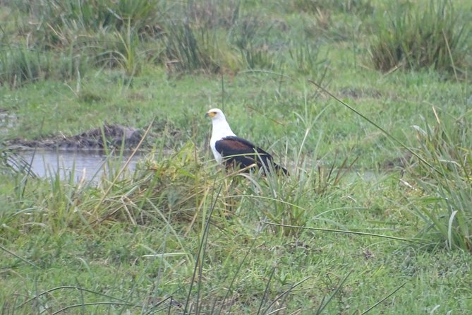 3 Days Safari Start in Nairobi - Amboseli - Tsavo West - End in Mombasa - Pricing and Availability
