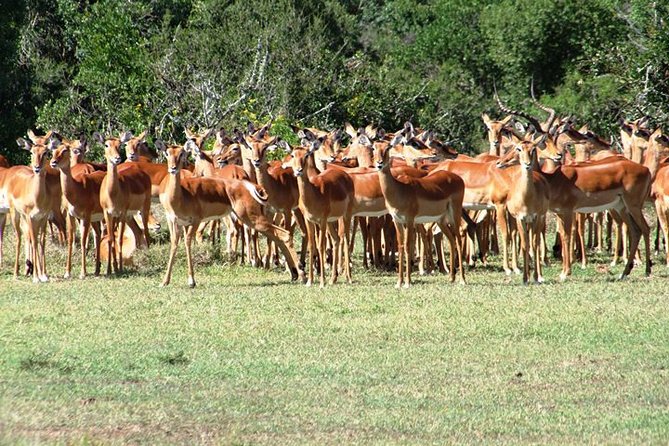 3 Days Safari to Amboseli National Park Starting From Nairobi - Safety and Health Guidelines