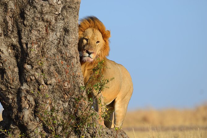3 Days Safari Tour to Tsavos Most Photographed Lodge - Booking and Pricing