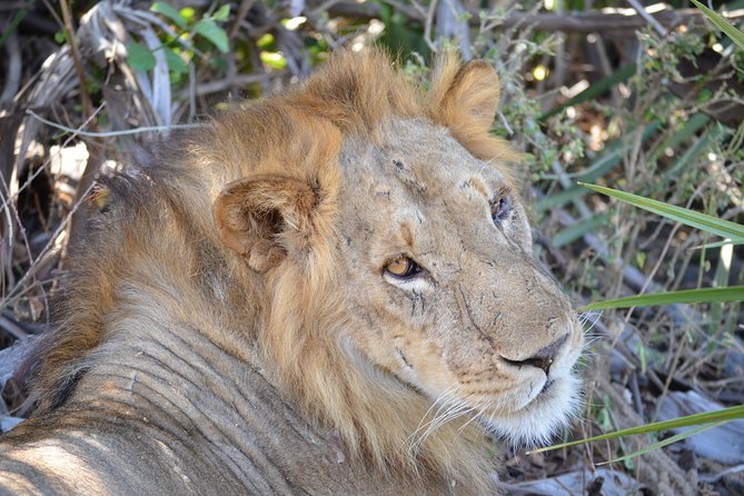 3 Days Selous Game Reserve Road Trip- Boat Safari, Game Drive And Walking Safari - The Sum Up