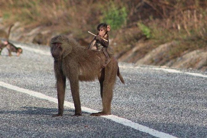 3 Days Trip to Mole National Park - Cultural Immersion Activities