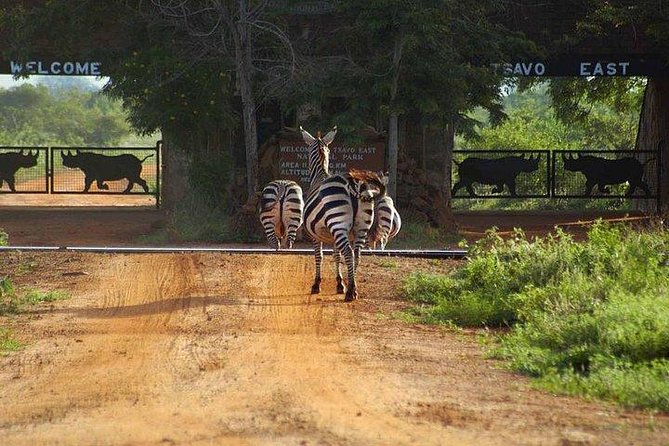 3 Days Tsavo Safari From Mombasa or Diani Beach - Pricing and Group Sizes