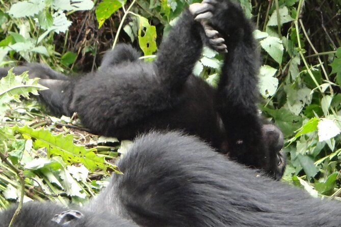 3 Days Uganda Gorilla Safari Tour - Itinerary Overview