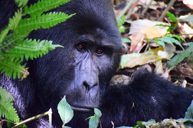 3 Days Uganda Gorilla Trekking Safari in Bwindi National Park - Wildlife Encounters
