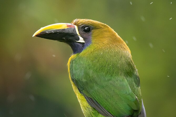 3 Hours Bird Watching Guided Experience in Bajo Cebadilla - Pricing and Guarantees