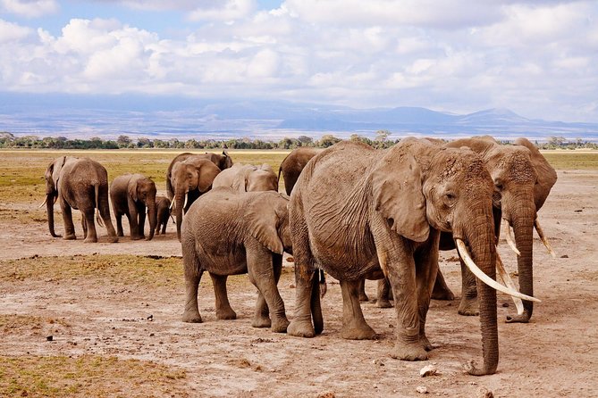 3 Hours Chobe Safari Game Drive - Pickup Points Information