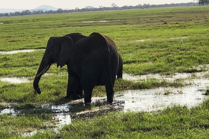 3-Night Safari From Nairobi: Lake Nakuru and Masai Mara - Pricing and Payment Information