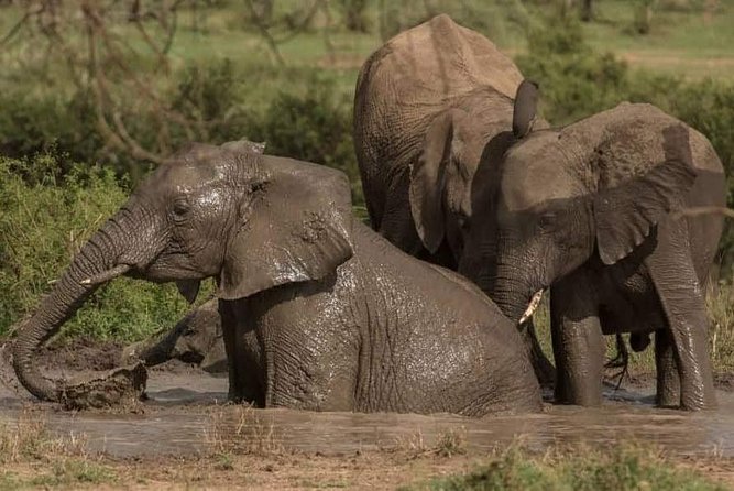 3days 2NIGHT Safari to Selous Game Reserve - Group Size and Price