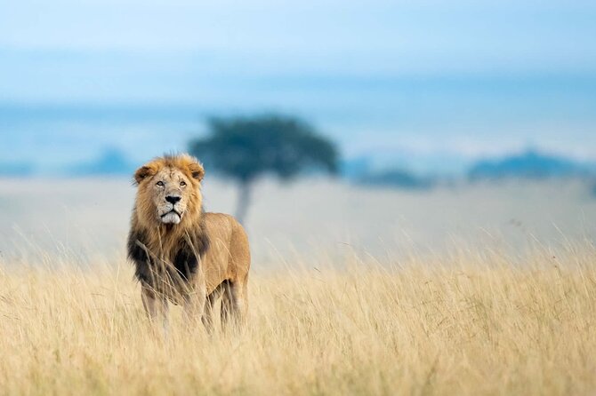 4-Day 3-Night Masai Mara and Nakuru National Park Guided Safari