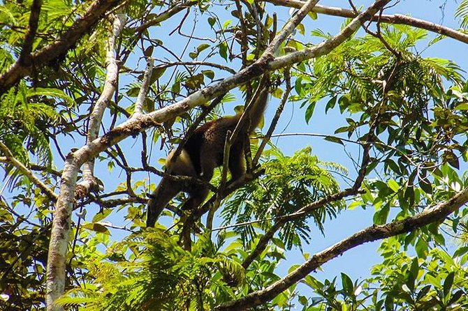 4-Day Adventure in Tortuguero National Park - Travel Tips