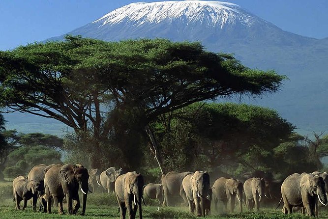 4 Day Amboseli National Park Luxury Safari - Important Reminders