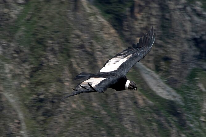 4 Day Arequipa and Colca Canyon Tour - The Sum Up