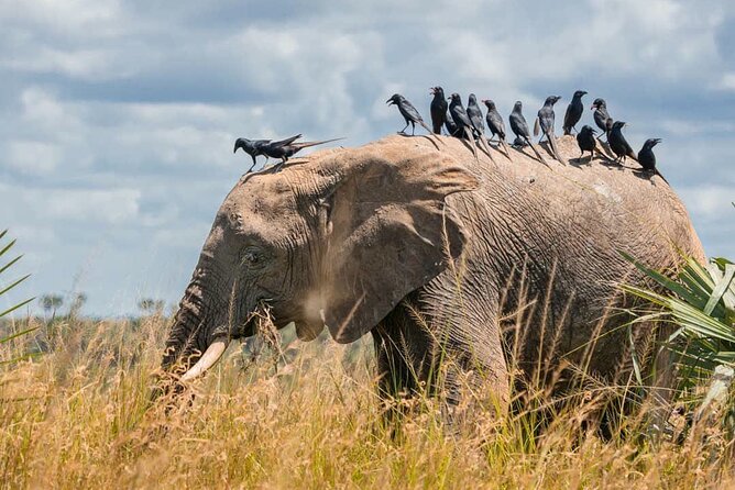 4-Day Birding in Murchison Falls National Park - Additional Information