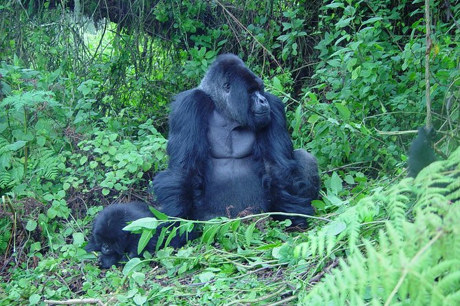 4 Day Chimpanzee Trek Wildlife and Gorilla Trekking at Bwindi Uganda - Meals Included