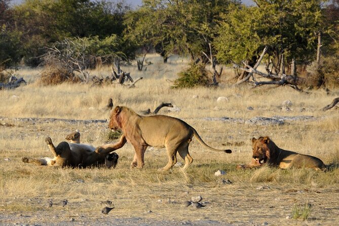 4 Day Etosha and Swakopmund Lodging - Minimum Traveler Requirement
