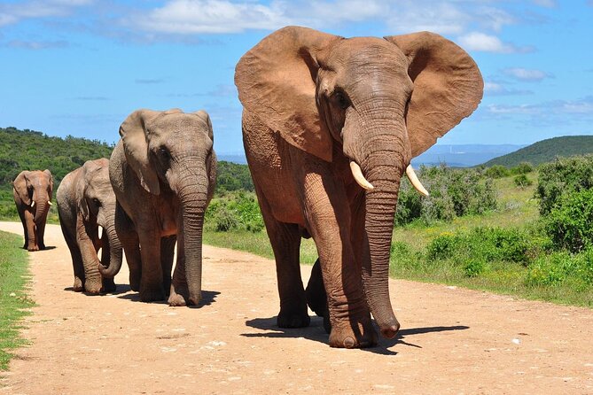 4 Day Kruger National Park Safari From Johannesburg & Pretoria - The Sum Up