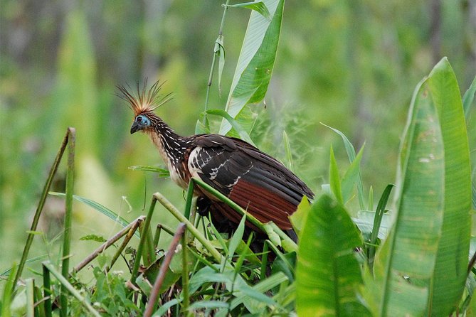 4 Day Manu Bird Watchers Paradise - Group Service - Operator Information
