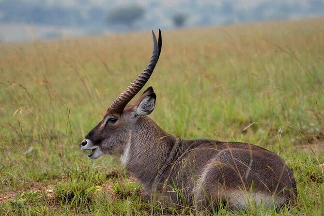 4-Day Private Tour of Kidepo Valley Park and Cultural Experience - Tour Highlights