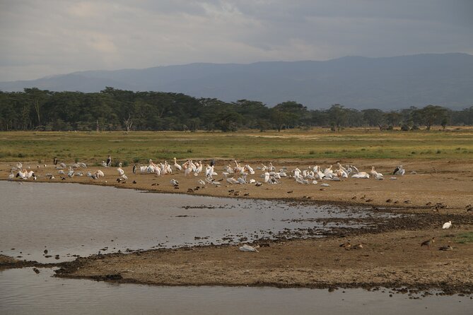 4 Day Safari in Maasai Mara and Lake Nakuru National Park - Maximum Traveler Information