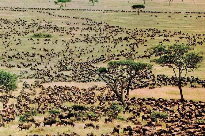 4 Day Wildebeest Migration Budget Camping Safaris - Booking Process