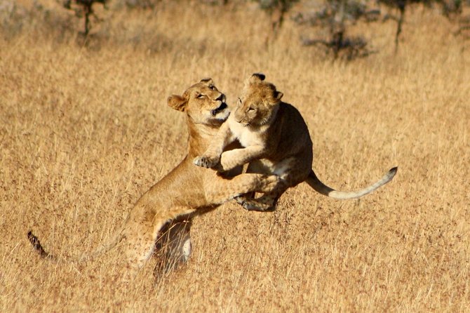 4 Days 3 Nights Serengeti National Park Tanzania Safari - Local Attractions and Activities