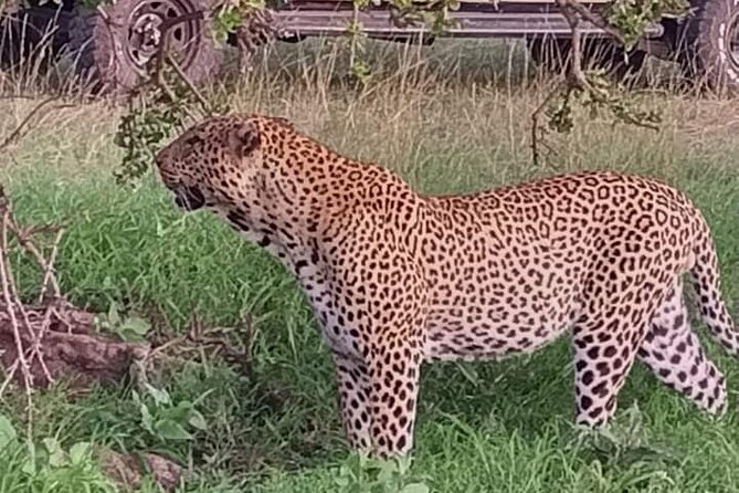 4 Days Best of Kenya Safaris From Watamu - Day 4: Maasai Mara National Reserve