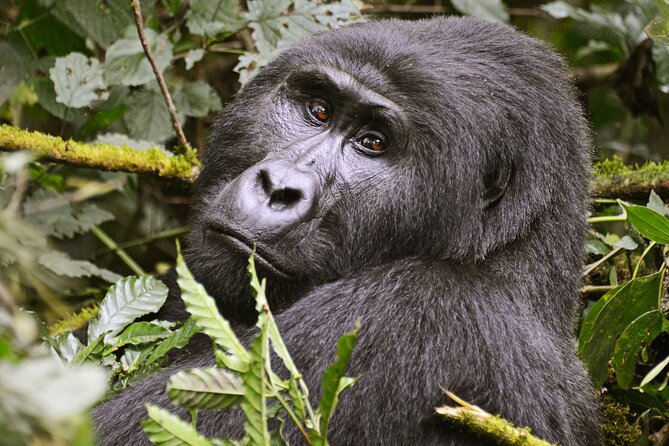 4 Days Gorilla Private Trekking in Bwindi National Park - Important Reminders