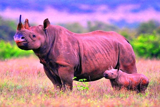 4 Days Great of Maasai Mara Lake Nakuru Joining Safari - Safety and Regulations