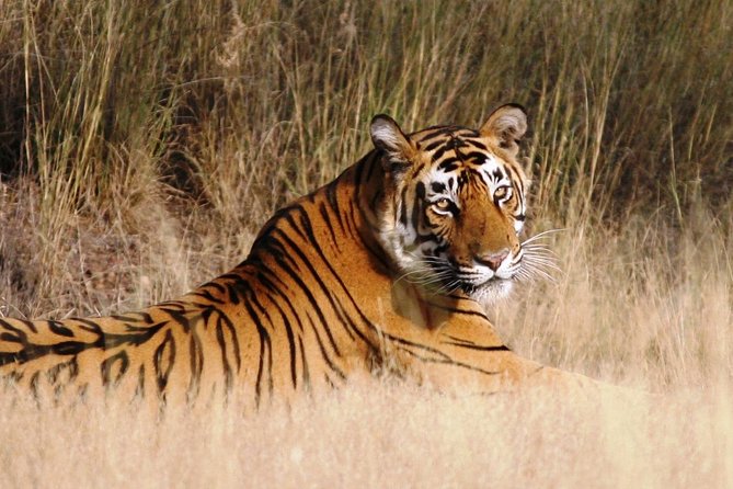 4 Days Guided Jaipur, Ranthambore Tigers, Udaipur Tour With Safari,Lunch & Hotel - Travel Logistics