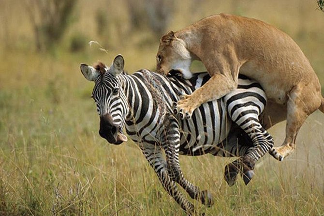 4 Days Kenya Great Safari To Great Maasai Mara Game Reserve - Booking Price