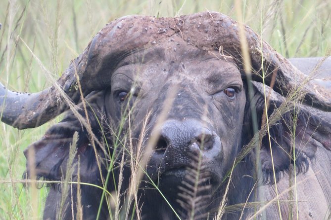 4 Days Kidepo National Park Tour - Wildlife Encounters