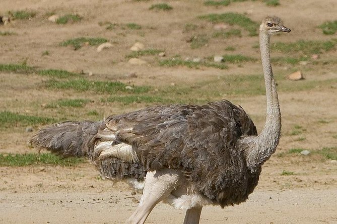 4 Days Mid-range Safari in Serengeti, Ngorongoro and Tarangire - Price and Guarantee Details