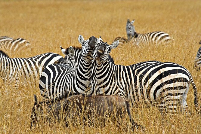 4 Days Private for 4 Pax Ngorongoro & Serengeti - End Point Information