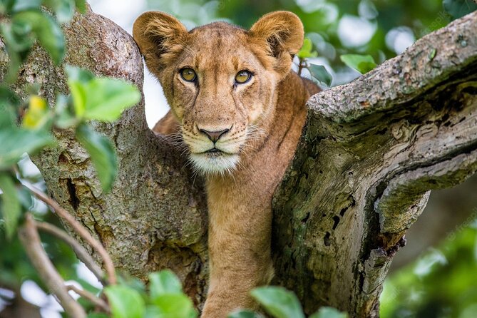 4 Days Private Guided Tour to Serengeti and Ngorongoro & Safari - Cancellation Policy