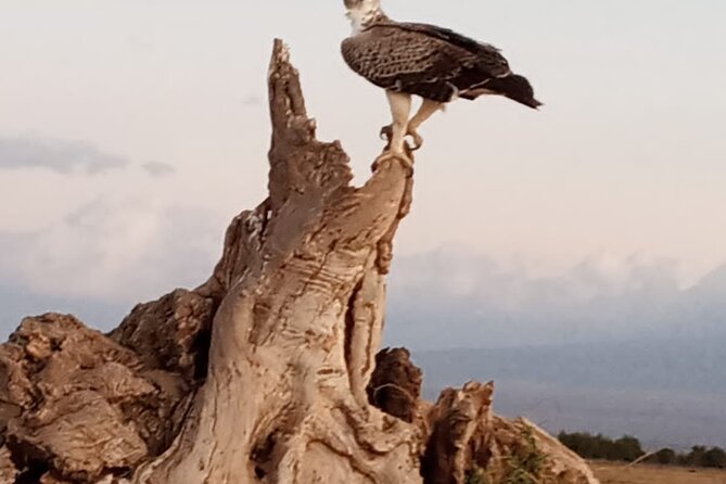 4-Days Tsavo East Tsavo West Amboseli Parks Safari From Nairobi - Safari Guide and Transportation