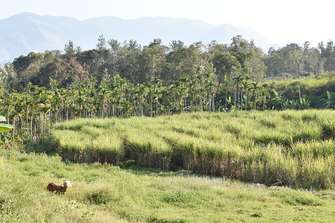 4 Days Village Exploration in Kerala ! - The Sum Up