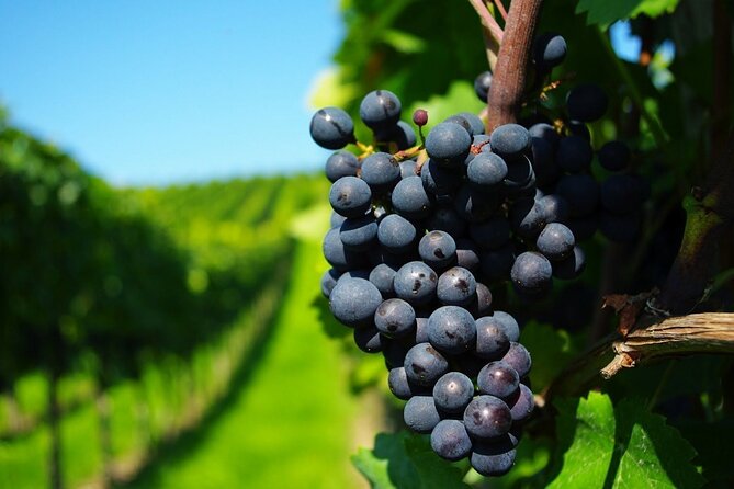 4 Hour Santa Rita Winery All Inclusive Tour for Wine Lover - What to Expect