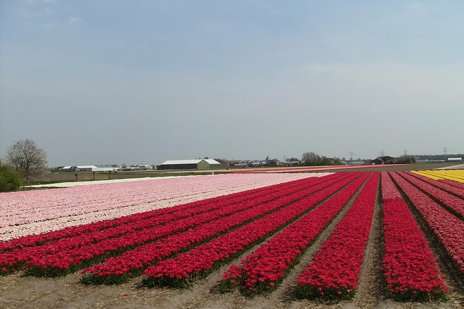 4 Hours Private Tour of the Flourishing Flowerfields by Car or Minivan - Frequently Asked Questions