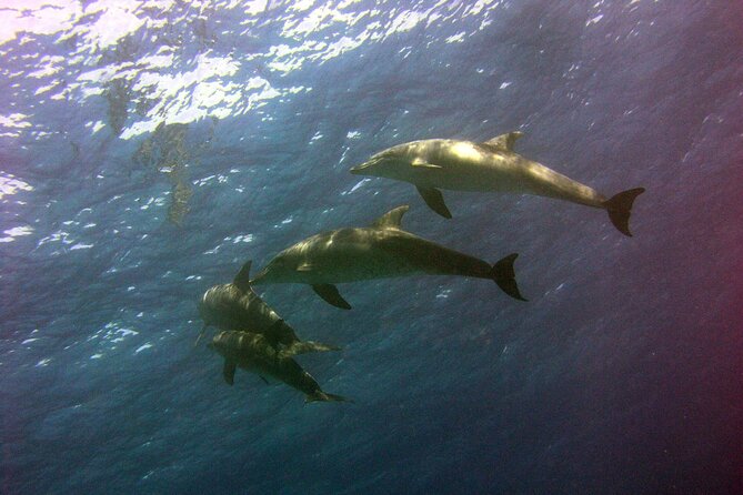 4 Hours Snorkeling With Dolphins by Private Speed Boat - Hurghada - Frequently Asked Questions