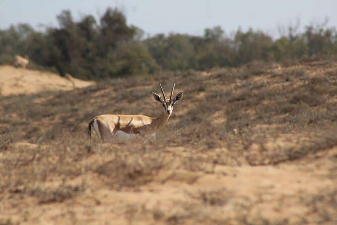 4*4 Jeep Safari & Souss Massa National Park Including Lunch - Accessibility Information