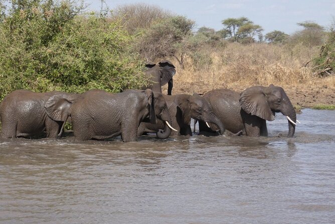 4x4 Land Cruiser Private 3 Day Safari Tour in Meru National Park - Price and Availability