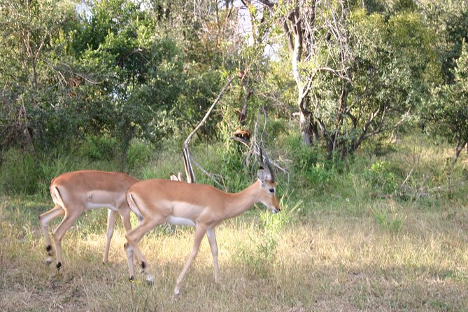 4x4 Safari in Victoria Falls National Park *Small Group-Limited* - Important Additional Information