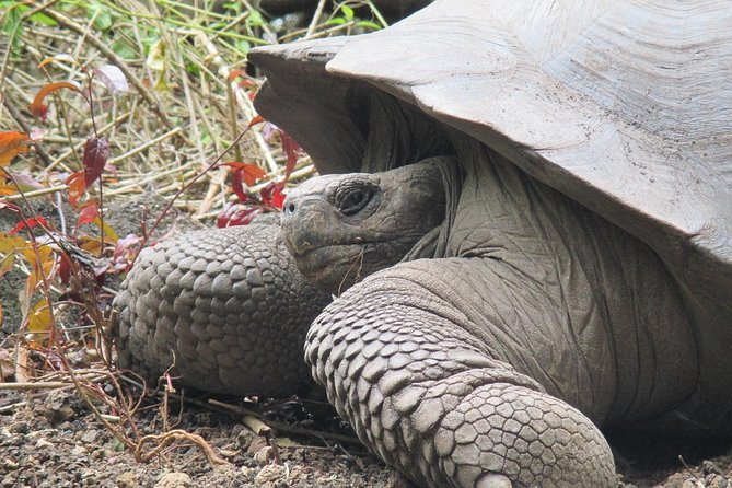5-Day Galapagos Island Hopping Tour - Santa Cruz & Surroundings - The Sum Up
