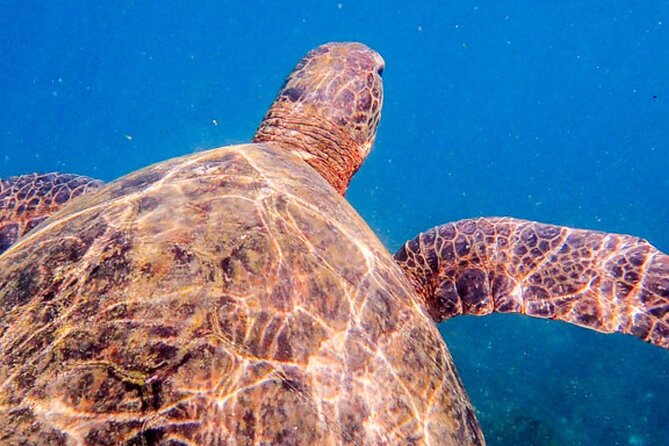 5-Day Galapagos Tour Isabela Highlights - Cabo Rosa & Sierra Negra Volcano - Sierra Negra Volcano Trek