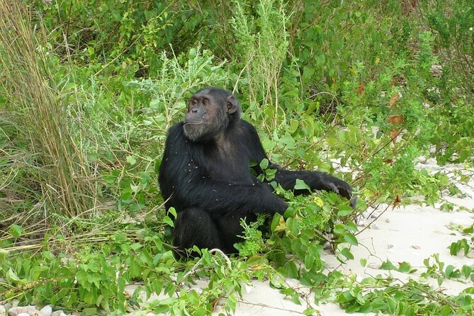 5 Day Gombe and Mahale National Park Chimpanzee Trekking - Safety and Guidelines