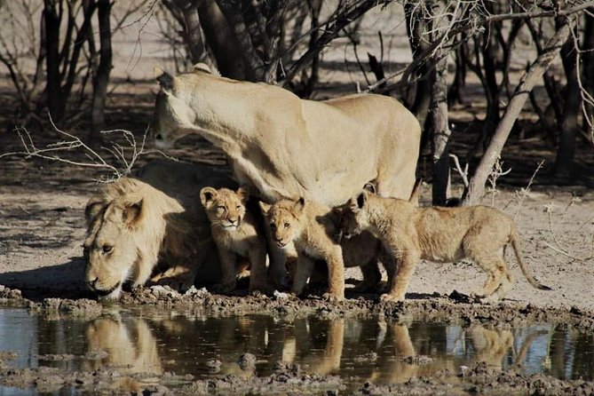 5-Day Mababe Safari - Dining Experience
