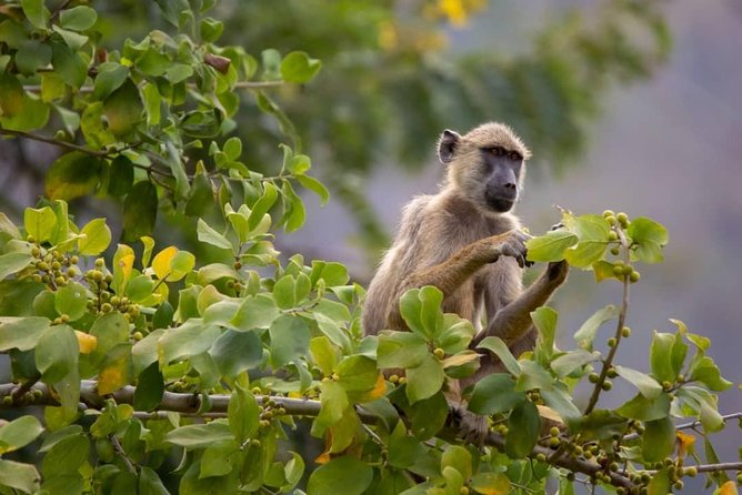 5 Day Nature Experience Mikumi and Ruaha + Ismila Stone Age+Maasai Culture - Frequently Asked Questions