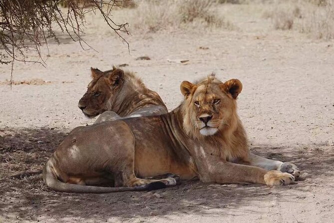 5-Day Private Classic Safari Tour of Ngorongoro and Serengeti - Accommodation and Meals