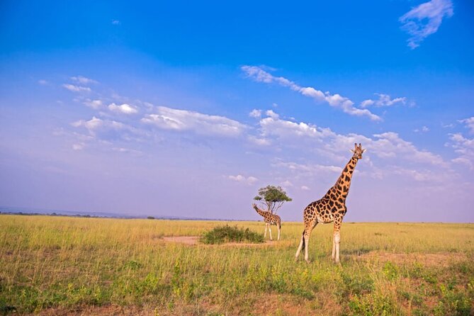 5 Day Private Kidepo Valley Park Safari in Uganda - Booking and Pricing